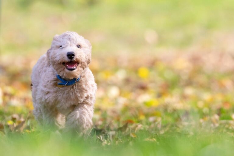 Natuurlijke houten hekken voor honden in een groene tuin, veilige afrastering voor huisdieren